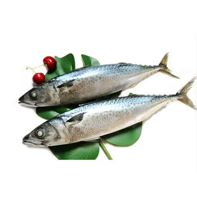 Sgombro spagnolo intero tondo